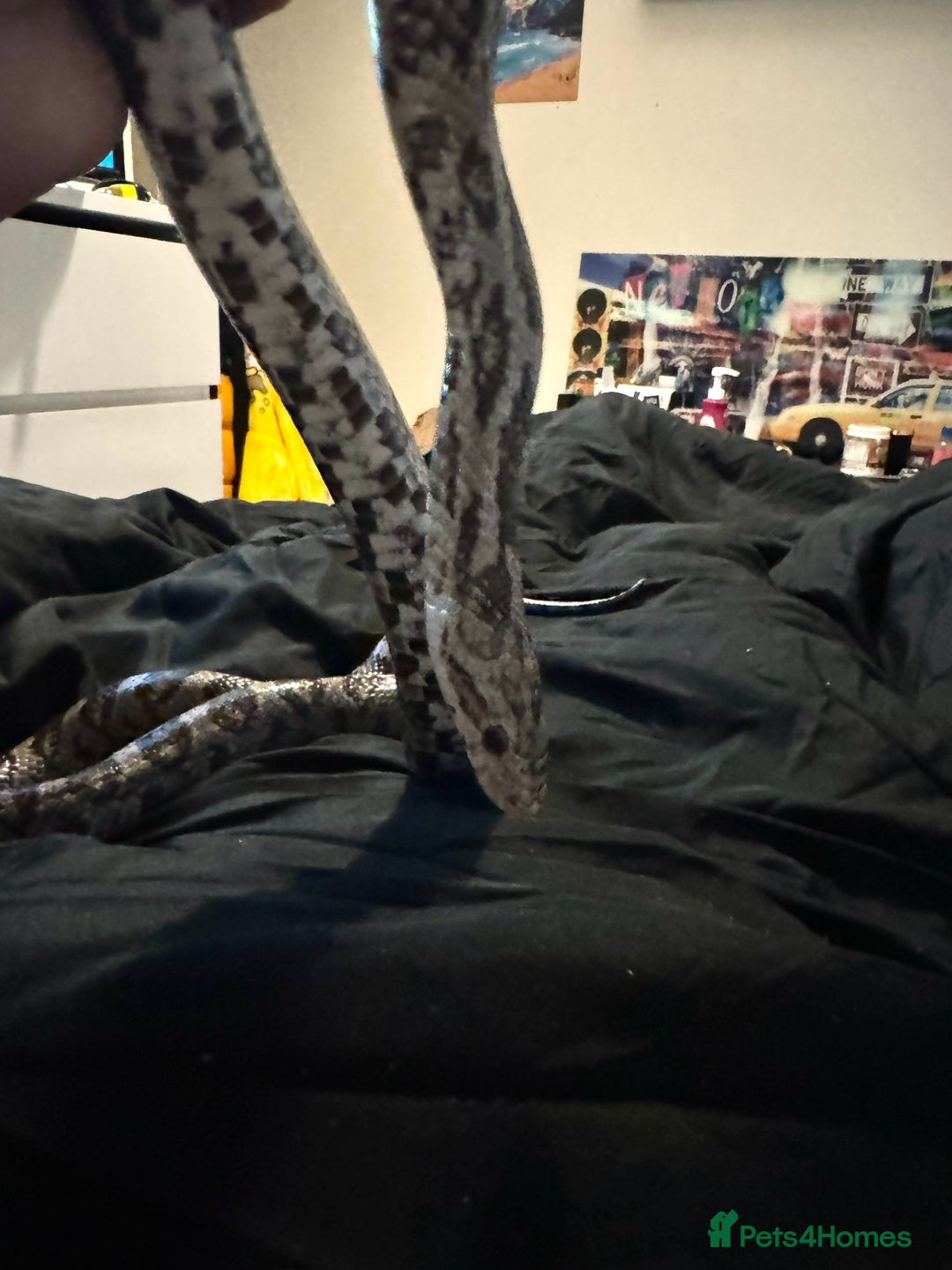 Corn Snake reptiles for sale: Anertherystic Corn Snake - Image 3