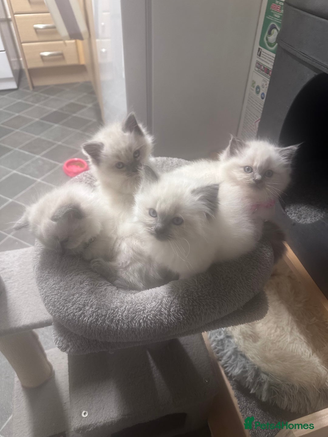 Ragdoll cats for sale: Adorable 4ragdoll Kitten Looking for a Loving Home - Advert 5
