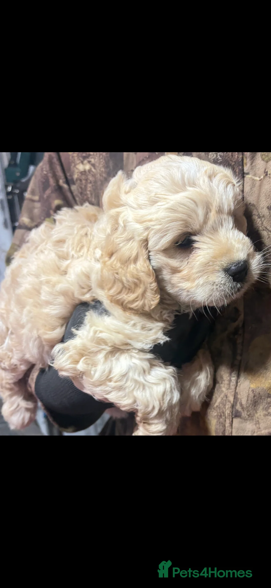 Cockapoo dogs for sale: 6 week old male cockerpoo - Advert 2