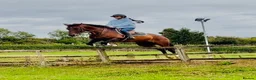 British Warmblood horses for sale: Everyone Needs A Guinness  - Advert 11
