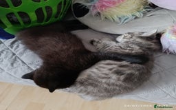 Mixed Breed cats for sale: Tabby kitten - Image 7
