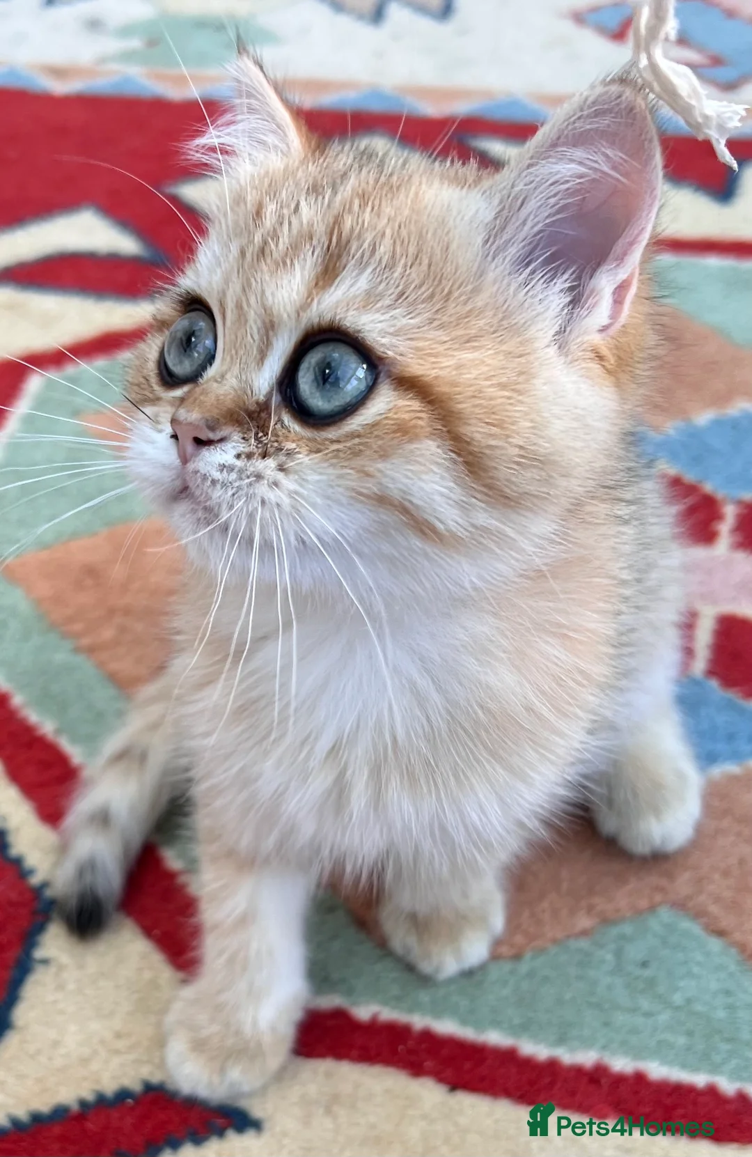 British Shorthair cats for sale: GCCFreg shampion parents  BSH  golden chinchilla   - Advert 21