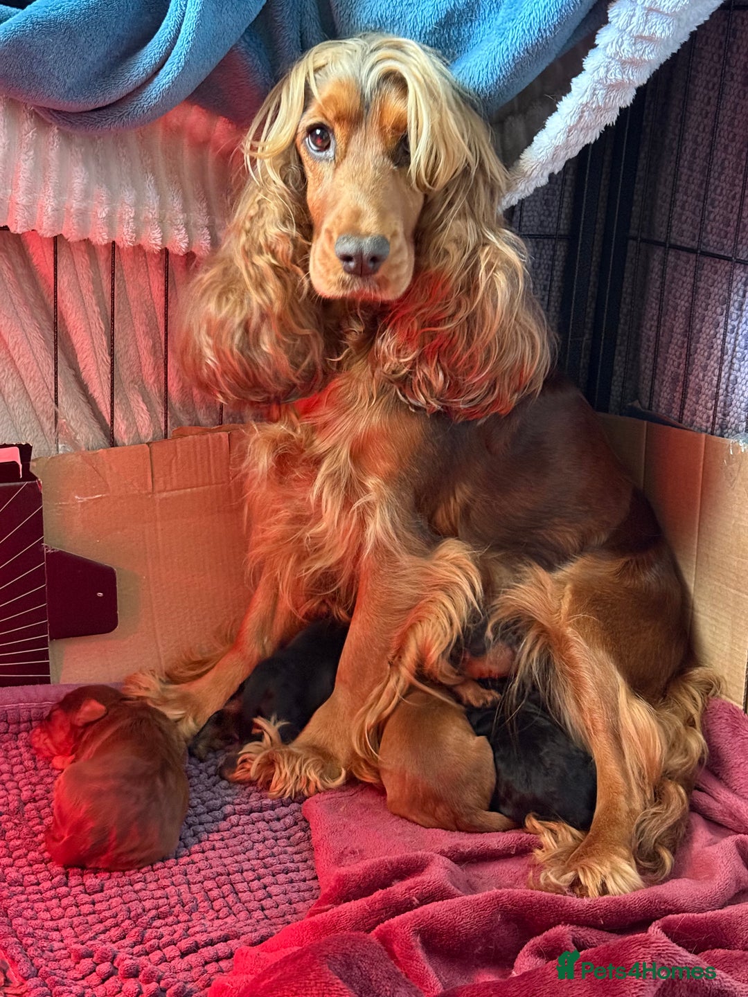Cockapoo dogs for sale: ✨ F1 Toy Cockapoo Puppies – Ready 28th August ✨ - Image 1