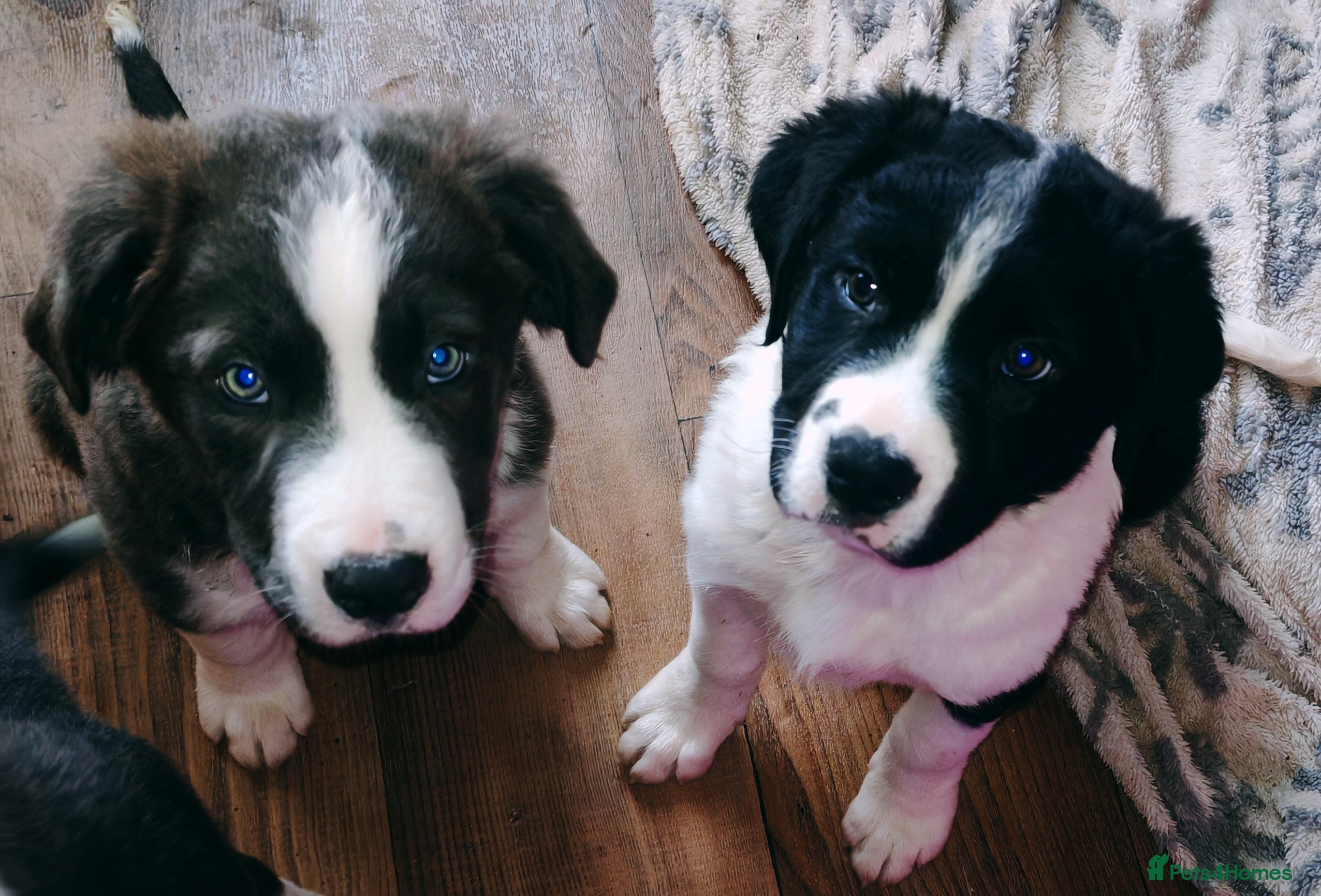 Mixed Breed dogs  REDUCED!! 2 OLD TYME BORDER COLLIE PUPPIES!  - Advert 17