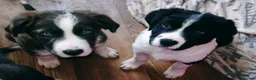 Mixed Breed dogs for sale:  REDUCED!! 2 OLD TYME BORDER COLLIE PUPPIES!  - Advert 1