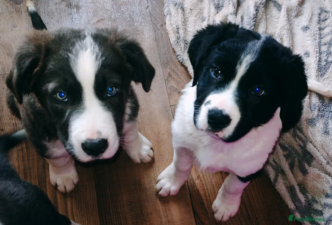 Mixed Breed dogs for sale:  REDUCED!! 2 OLD TYME BORDER COLLIE PUPPIES!  - Advert 1
