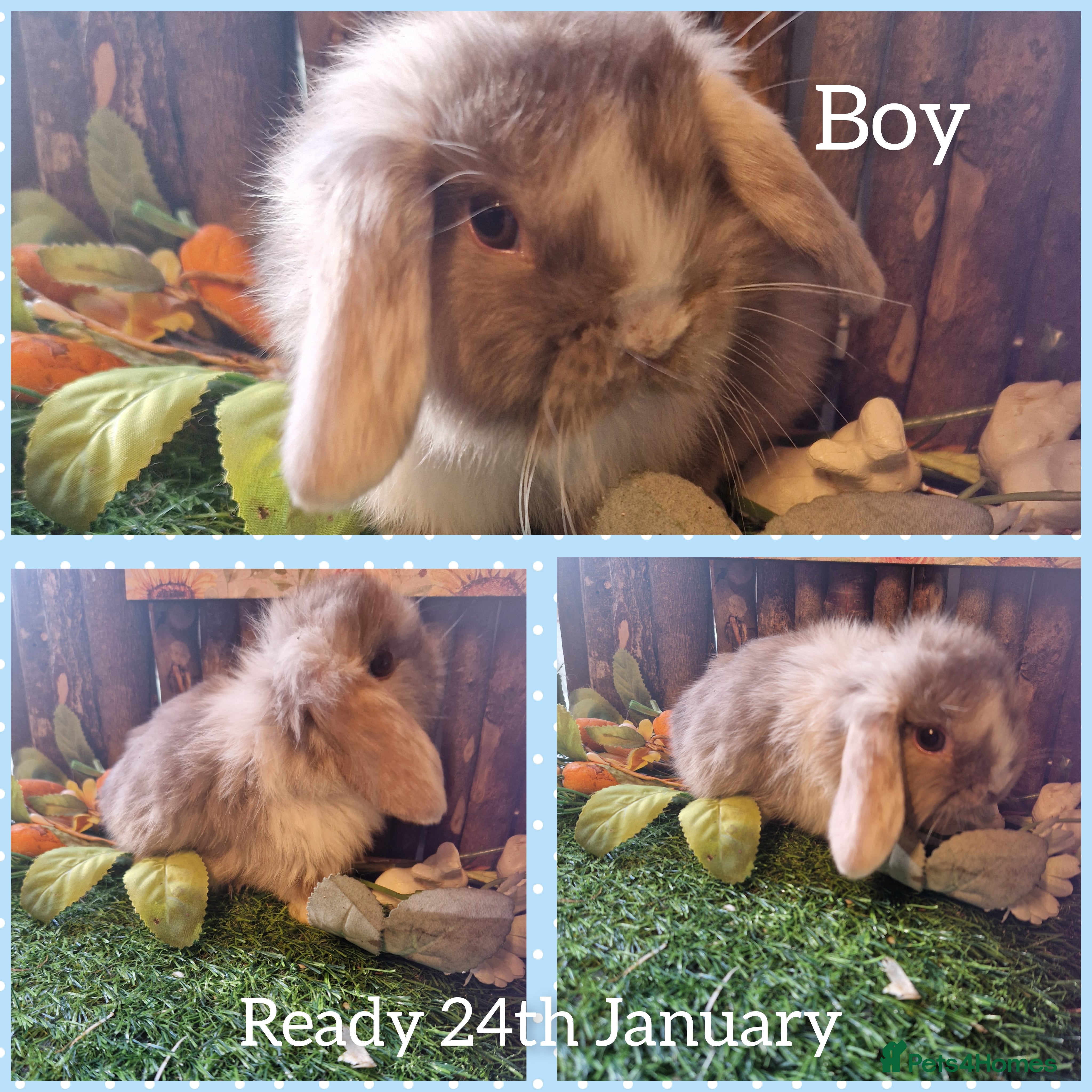 Mini Lop rabbits Mini lop kits  - Advert 7