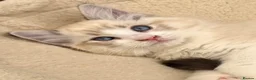 Ragdoll cats for sale: Stunning GCCF reg kittens available to 5* homes.  - Advert 5