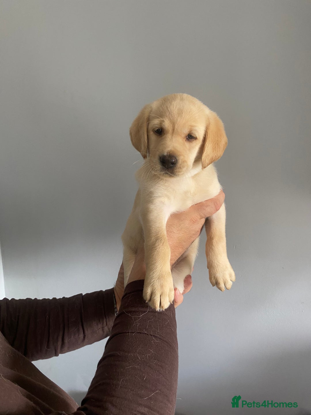 Labradoodle dogs for sale: Labradoodle puppies for sale £600-£750 - Image 5