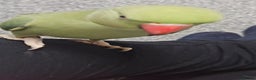 Ringnecks birds for sale: Green Indian Ringneck Parrot for rehoming - Advert 5