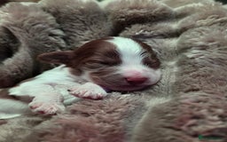 Cockapoo dogs for sale: ✨ Beautiful F2 Multi-Gen Cockapoo Puppies 4 Left - Image 13