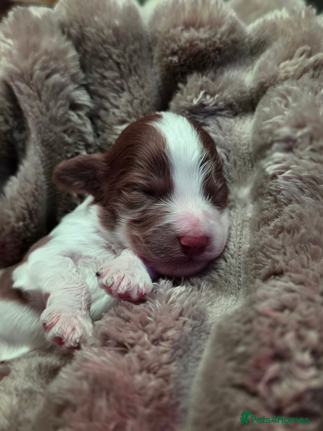 Cockapoo dogs for sale: ✨ Beautiful F2 Multi-Gen Cockapoo Puppies 4 Left - Image 13