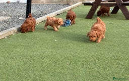 Poochon dogs for sale: ✨ Gorgeous Red & Apricot Poochon Puppies ✨ - Image 5