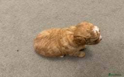 Mixed Breed dogs for sale: Cockapoochi Puppies - Image 2