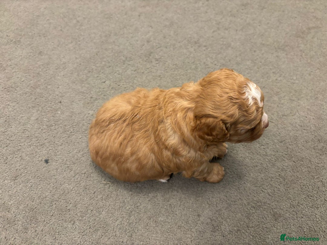 Mixed Breed dogs for sale: Cockapoochi Puppies - Image 2