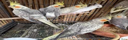 Cockatiels birds for sale: Cockatiels / White Albino Cockatiel female. - Advert 3
