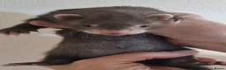 Ferret rodents for sale: Baby ferrets - Advert 2
