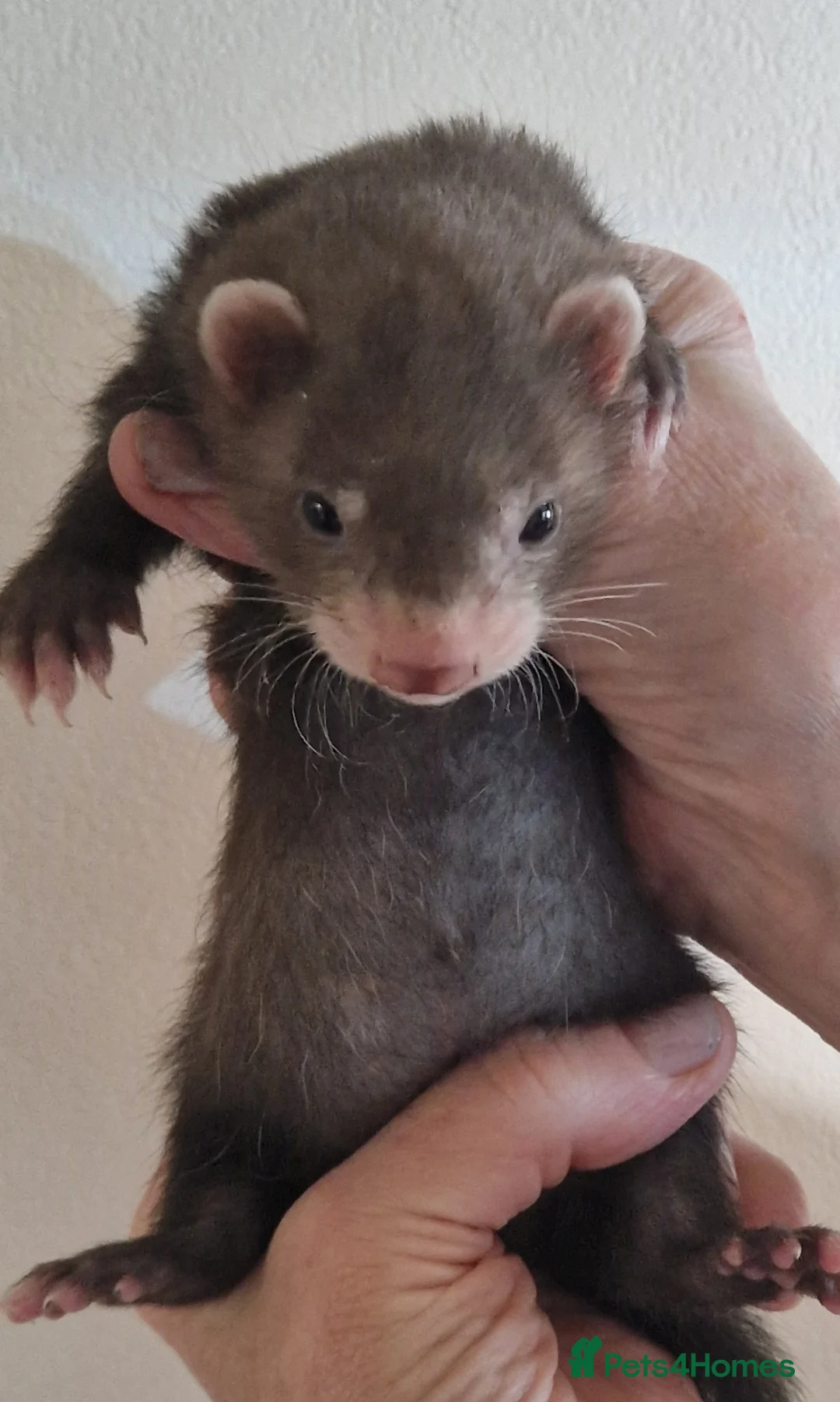 Ferret rodents for sale: Baby ferrets - Advert 2