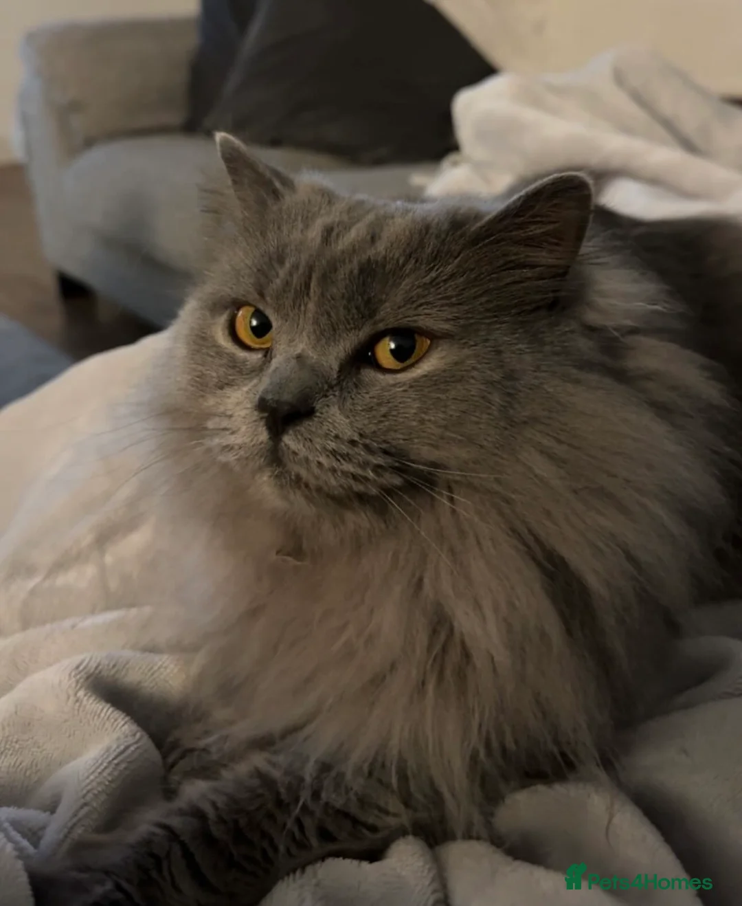 British Longhair cats for sale: 3 years old British long hair - Advert 5