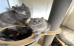 British Shorthair cats for sale: GCCF registered British longhairs and Shorthairs - Image 7