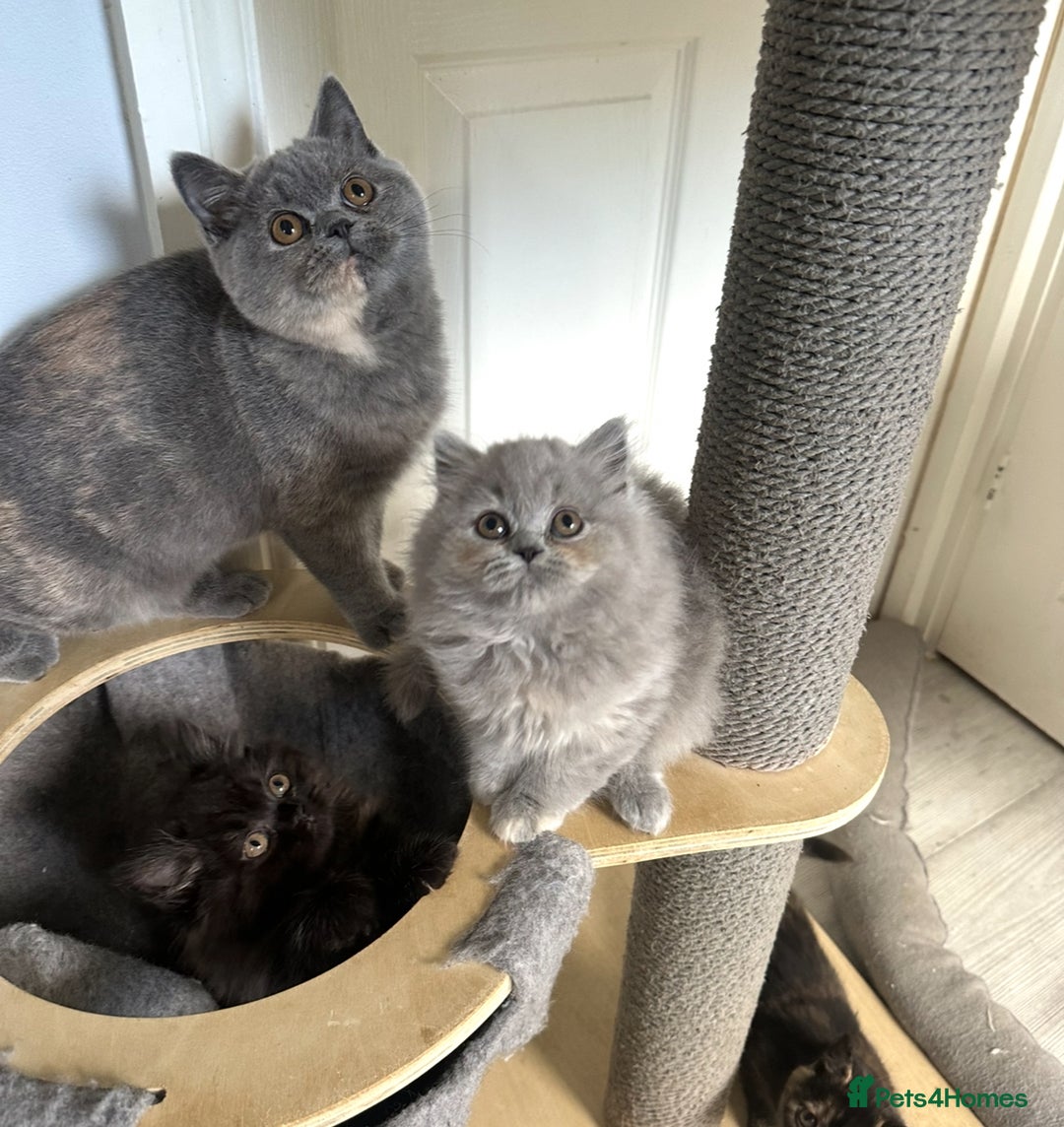 British Shorthair cats for sale: GCCF registered British longhairs and Shorthairs - Image 7