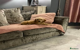 Cockapoo dogs for sale: Dog for sale  - Advert 2