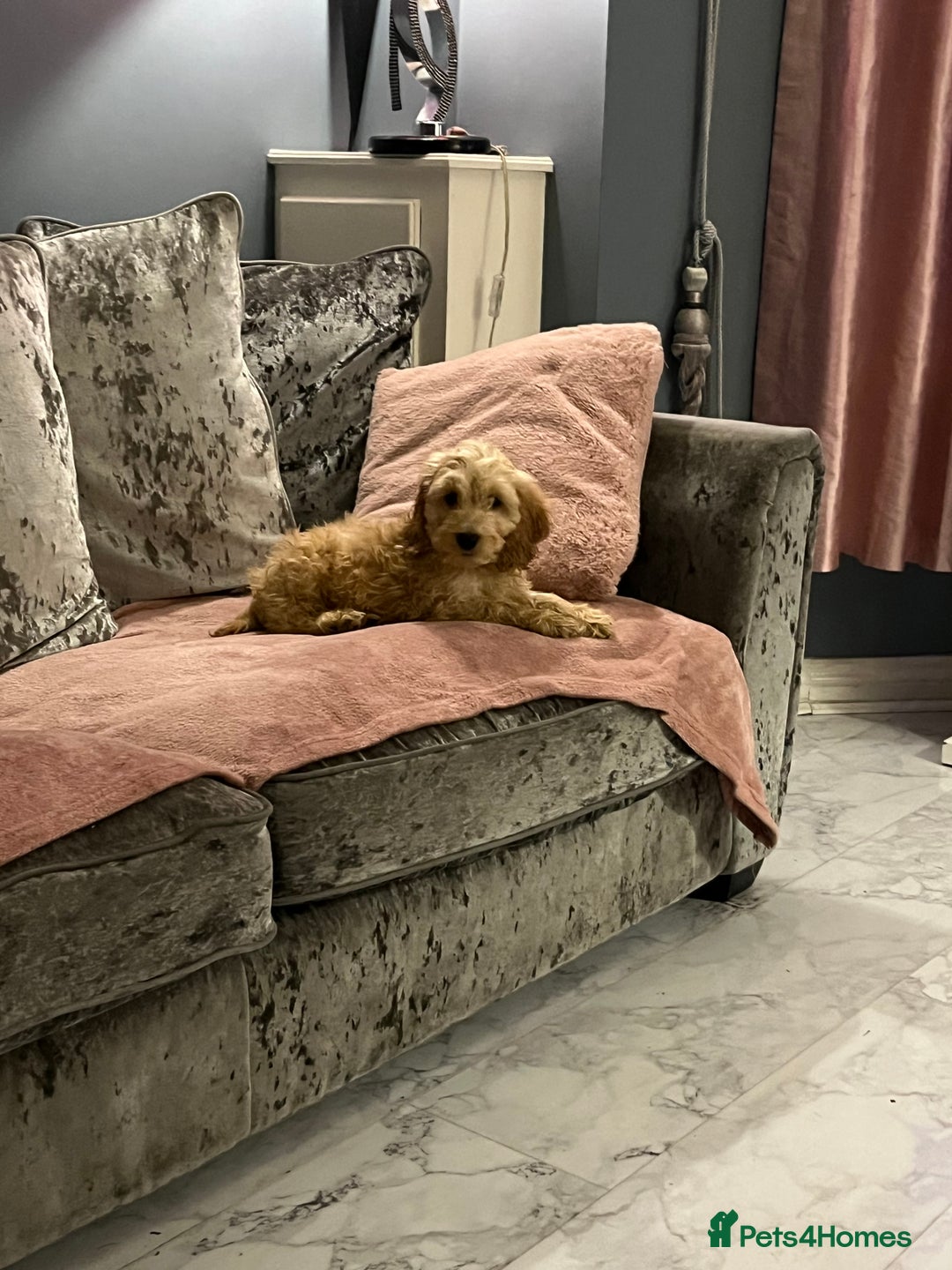 Cockapoo dogs for sale: Dog for sale  - Advert 2