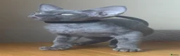 Devon Rex cats for sale:  Pedigree Devon Rex Kittens. Pet Homes Only  - Advert 23