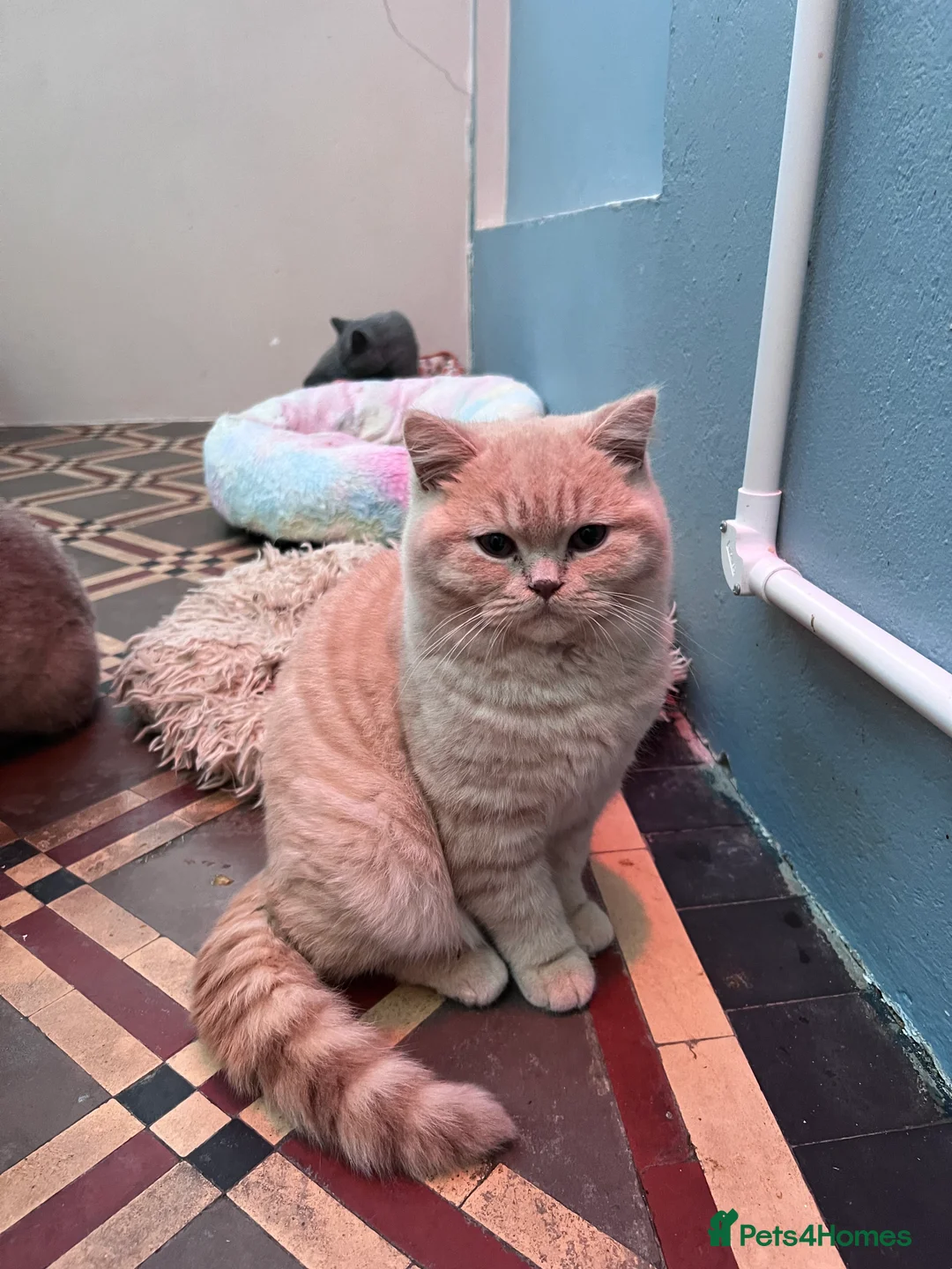 British Shorthair cats for sale: Beautiful Pedigree GCCF Registered – Ready Now! - Advert 5