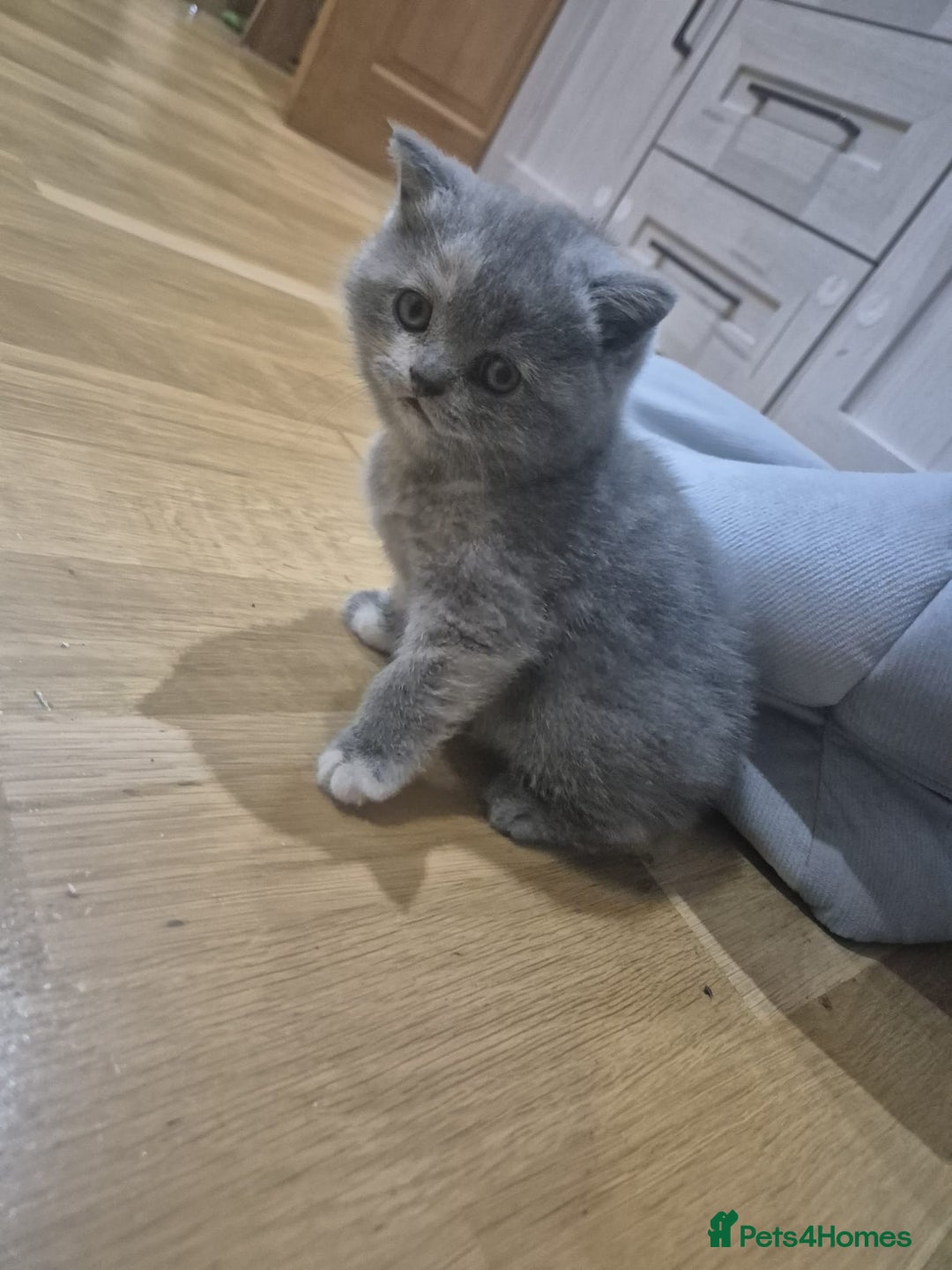 British Shorthair cats for sale: Kittens boy, girl, lilac and blue - Advert 9