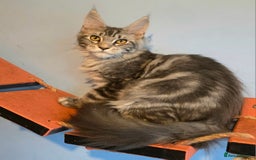 Maine Coon cats for sale: Ready to go!  Stunning Mainecoon Kittens  - Image 7
