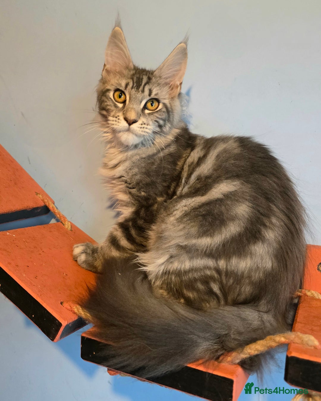 Maine Coon cats for sale: Ready to go!  Stunning Mainecoon Kittens  - Image 7