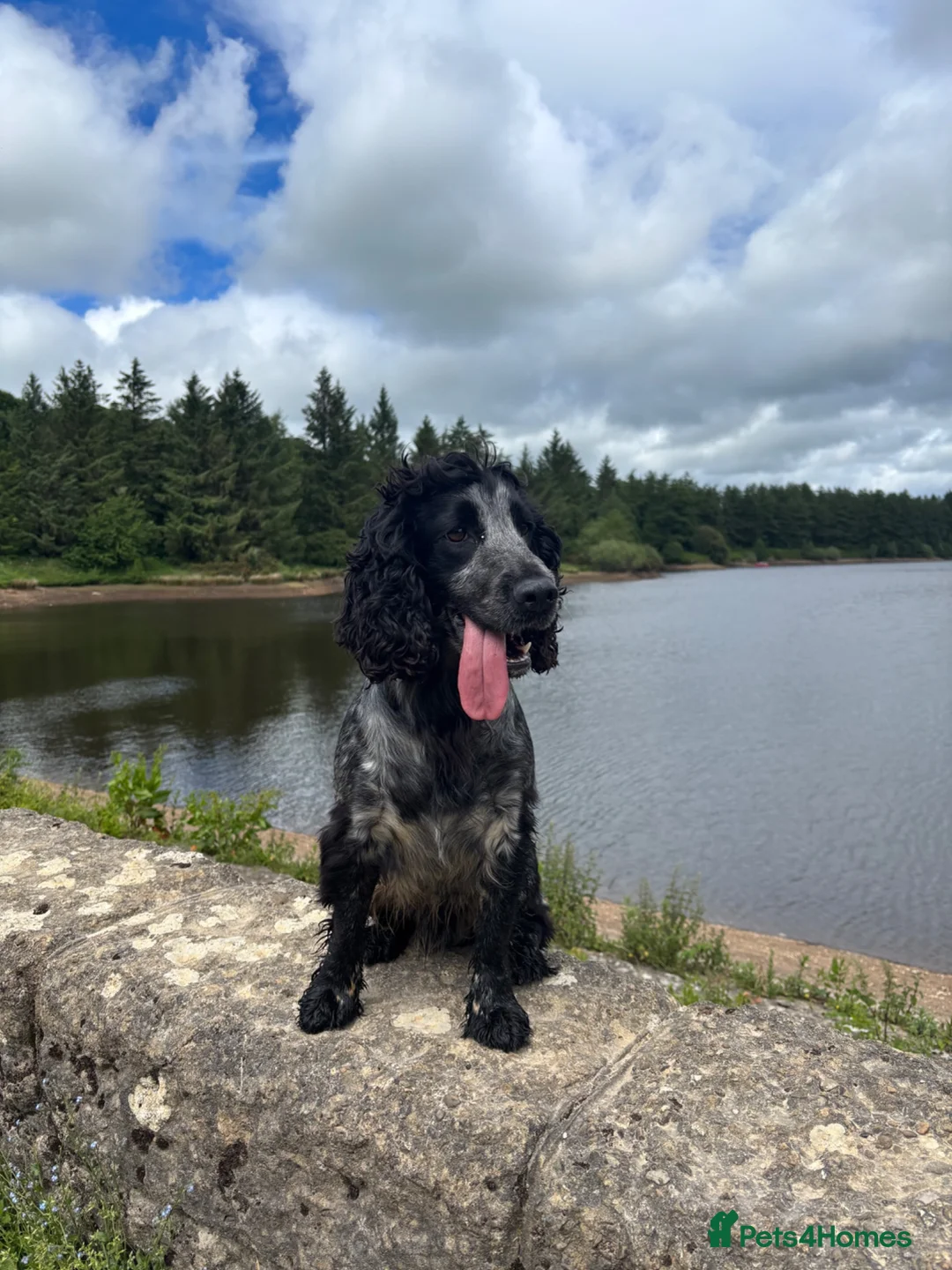 Cocker Spaniel dogs for stud: Cocker Spaniel stud  - Advert 2