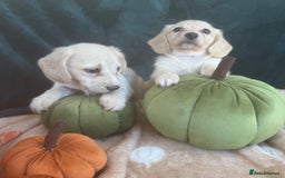 Miniature Dachshund dogs for sale: English creams miniature dachshunds  - Image 15