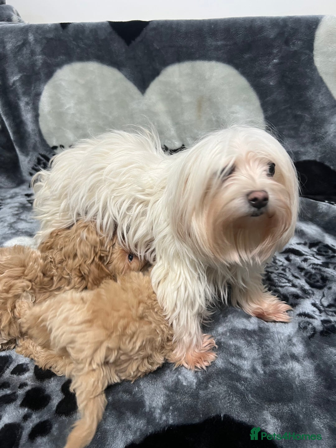 Maltipoo dogs for sale: 🥰Adorable F1 Maltipoo Puppy’s🥰 - Advert 12