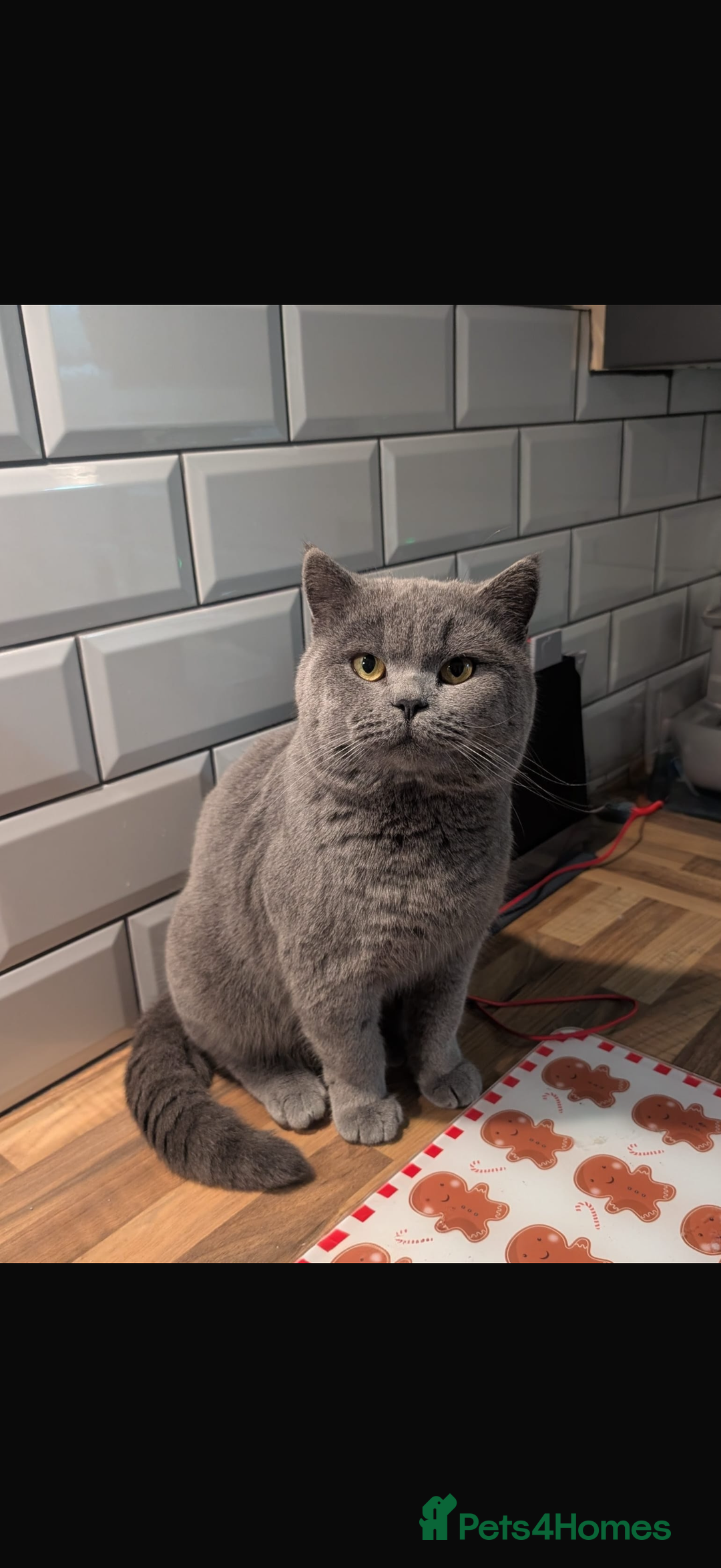 British Shorthair cats for sale: British shorthair babies - Advert 5