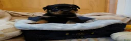 Rottweiler dogs for sale: Stunning litter of Rotweillers from family pet  in Wolverhampton - Advert 25