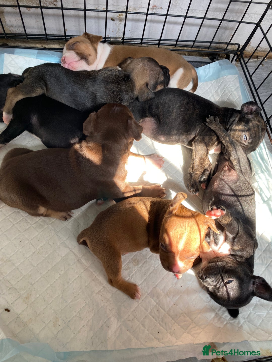 Mixed Breed dogs for sale: French bulldog x Staffordshire bull terrier - Image 1