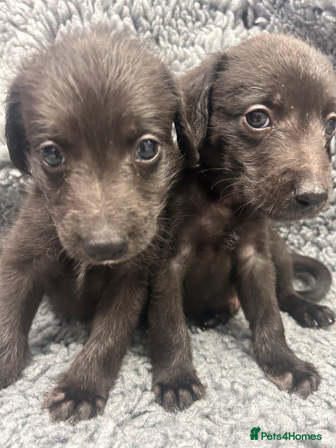 Mixed Breed dogs for sale: GENUINE BEDDY WHIPPETS 2 BOYS LEFT - Advert 20