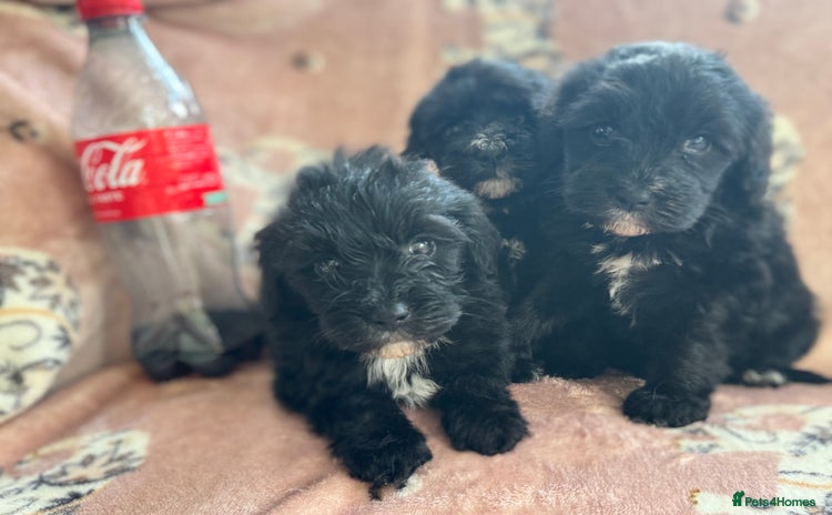 Sheepadoodle dogs - Advert 11