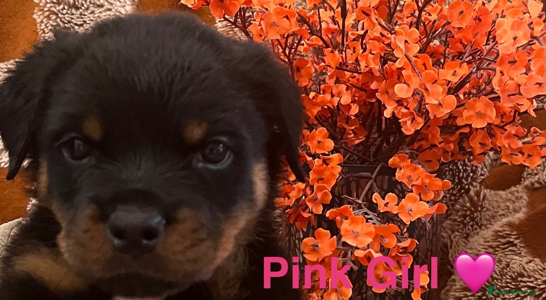 Rottweiler dogs for sale: Stunning kc registered Rottweiler pups.  - Image 9