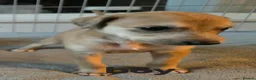 Lurcher dogs for sale: Lurcher pups  in Newbiggin-by-the-Sea - Advert 3