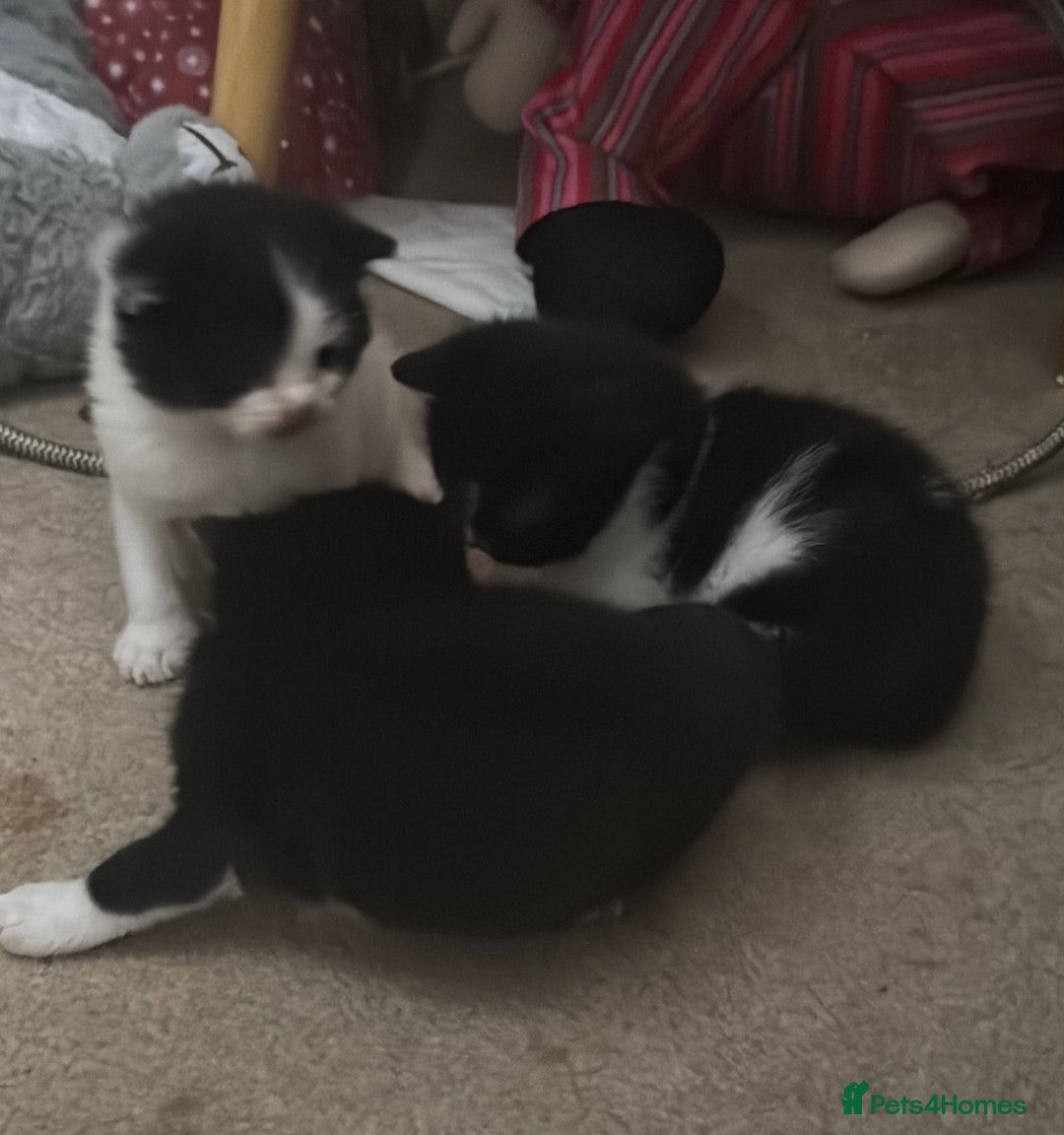 Domestic Shorthair cats for sale: 3 gorgeous Black and White boys - Image 2