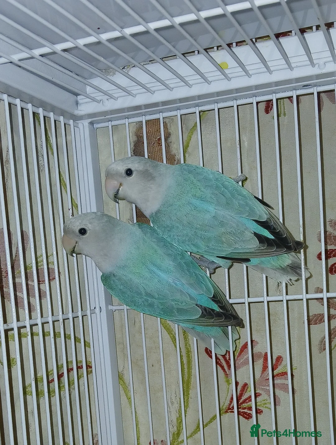 Lovebirds birds for sale: Lovebird Pairs for From £ 50 pair, Milton Keynes in Milton Keynes - Advert 2