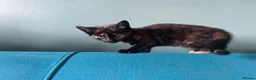 Mixed Breed cats for sale: Sweet sociable kittens - Advert 20