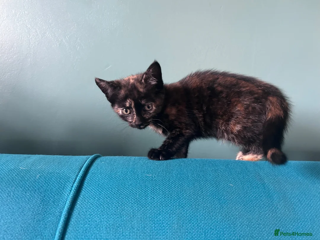Mixed Breed cats for sale: Sweet sociable kittens - Advert 20