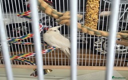 Cockatiels birds for sale: White cockatiel bird - Image 5