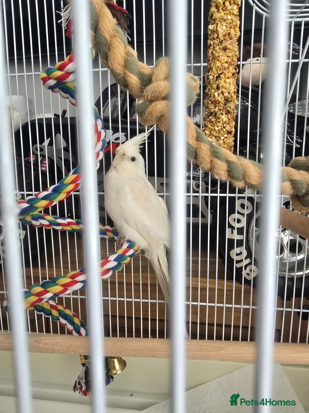 Cockatiels birds for sale: White cockatiel bird - Image 5