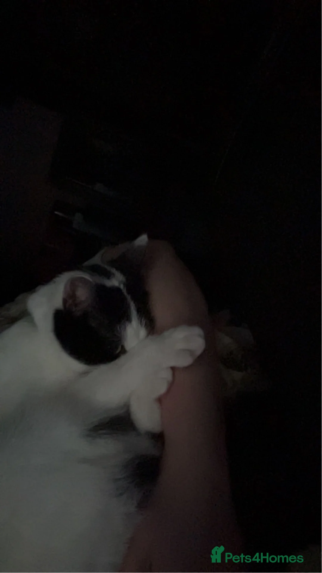 Mixed Breed cats for sale: Two 2 year old cats - Advert 2