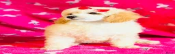 Toy Poodle dogs for sale: *REDUCED* ONLY ONE BOY AVAILABLE - Advert 11